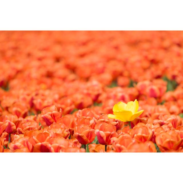 Field of Tulips Flower by Mmeewezen - Wrapped Canvas Photograph 17 Stories Size: 30cm H x 46cm W on Productcaster.