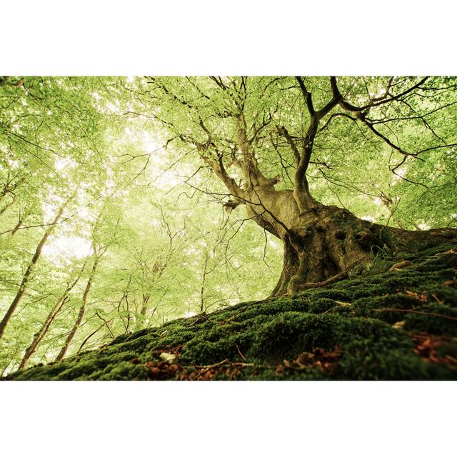 Danish Forest - Wrapped Canvas Photograph Union Rustic Size: 30cm H x 46cm W x 3.8cm D on Productcaster.