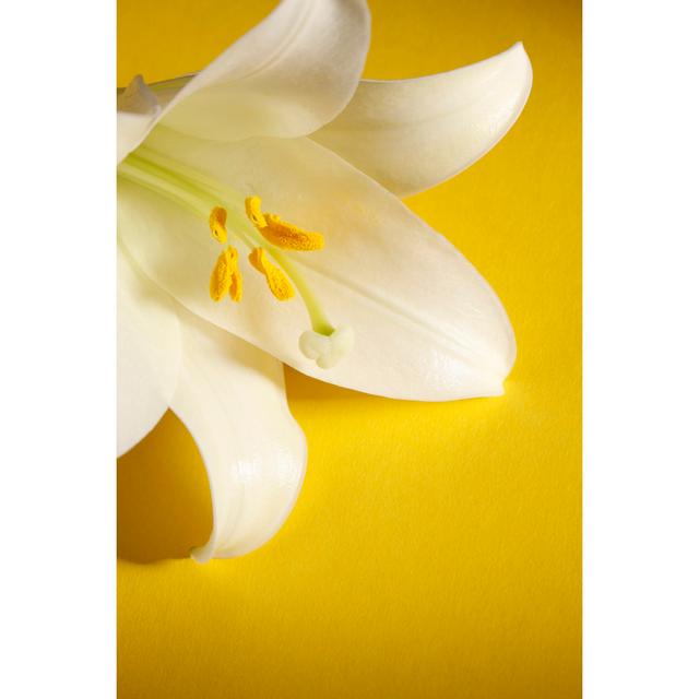 Easter lily on yellow background 169975121 17 Stories Size: 122cm H x 81cm W on Productcaster.