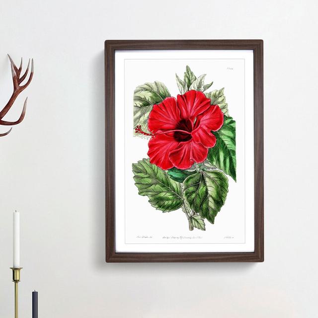 Red Chinese Rose - Picture Frame Painting Print East Urban Home Frame Option: Walnut Framed, Size: 36cm H x 27cm W x 2cm D on Productcaster.