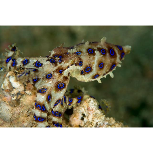 Blue Ringed Octopus by Semet - No Frame Art Prints on Canvas Beachcrest Home Size: 20cm H x 30cm W on Productcaster.