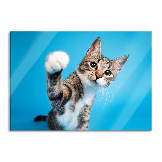 Curious Cat In Front Of A Blue Background - No Frame Print on Glass Brayden Studio Size: 60cm H x 80cm W x 0.4cm D on Productcaster.