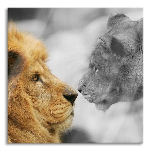 Beautiful Pair of Lions in Love - Unframed Photograph on Glass Brayden Studio Size: 70cm H x 70cm W x 0.4cm D on Productcaster.