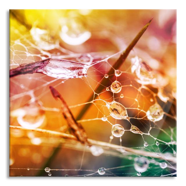 Spider Web with Water Droplets - Unframed Photograph on Glass Brayden Studio Size: 80cm H x 80cm W x 0.4cm D on Productcaster.