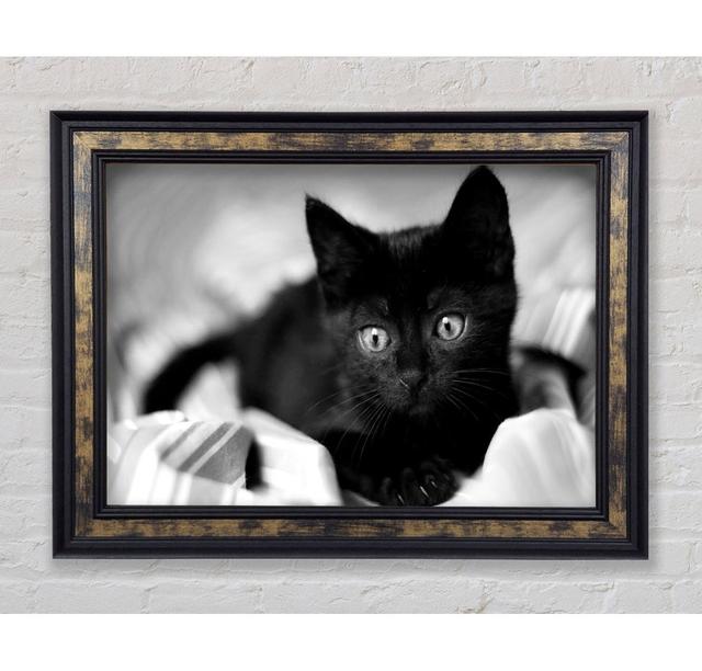 Black Kitten - Single Picture Frame Art Prints Bright Star Size: 21cm H x 42cm W x 8cm D on Productcaster.