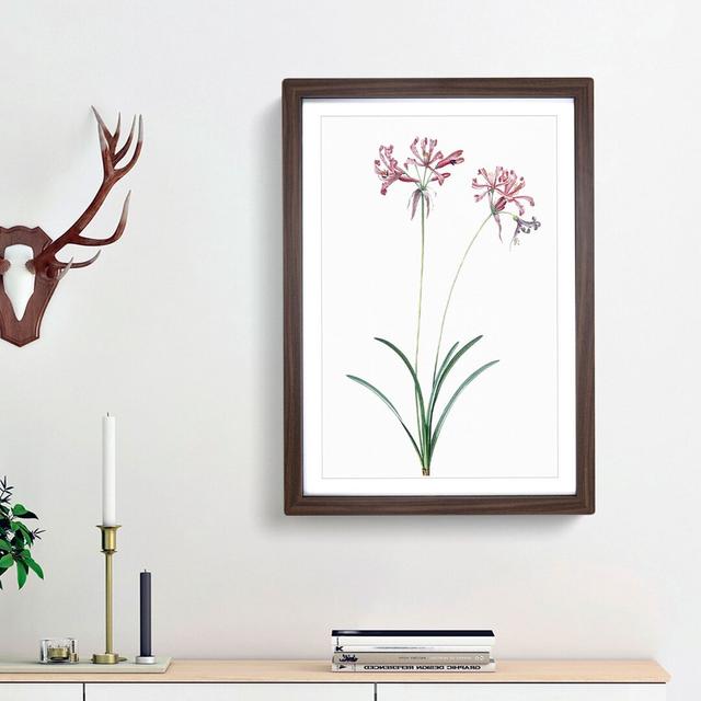 Nerine Lily Flowers by Pierre-Joseph Redoute - Picture Frame Painting Print East Urban Home Frame Option: Walnut Framed, Size: 48cm H x 36cm W x 2cm D on Productcaster.