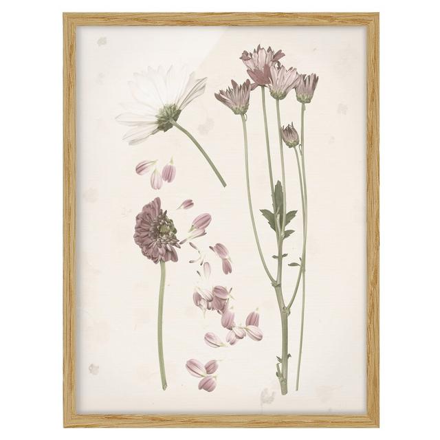 Herbarium in Pink II - Picture Frame Painting Brambly Cottage Size: 70cm H x 50cm W x 2cm D, Frame Option: Brown on Productcaster.