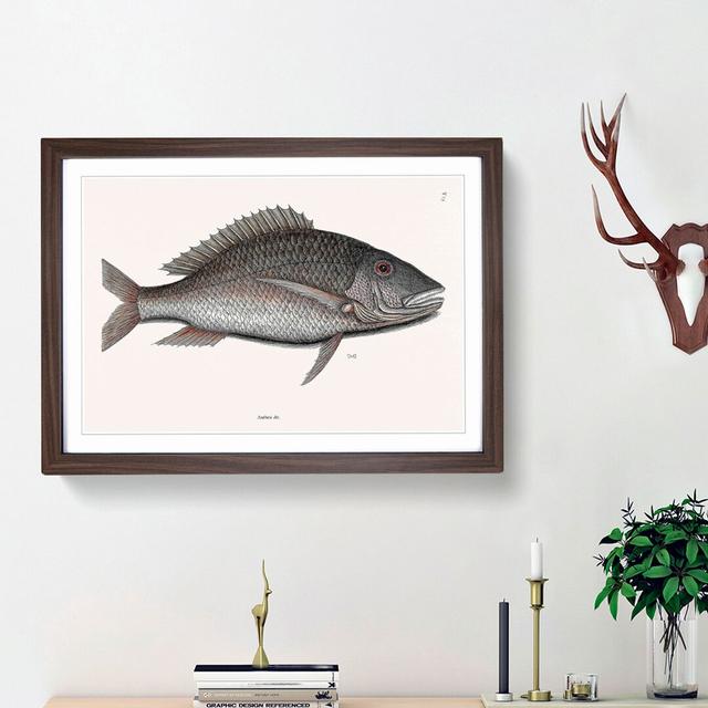 Mutton Fish by Mark Catesby - Picture Frame Graphic Art Print East Urban Home Frame Option: Walnut Framed, Size: 48cm H x 65cm W x 2cm D on Productcaster.