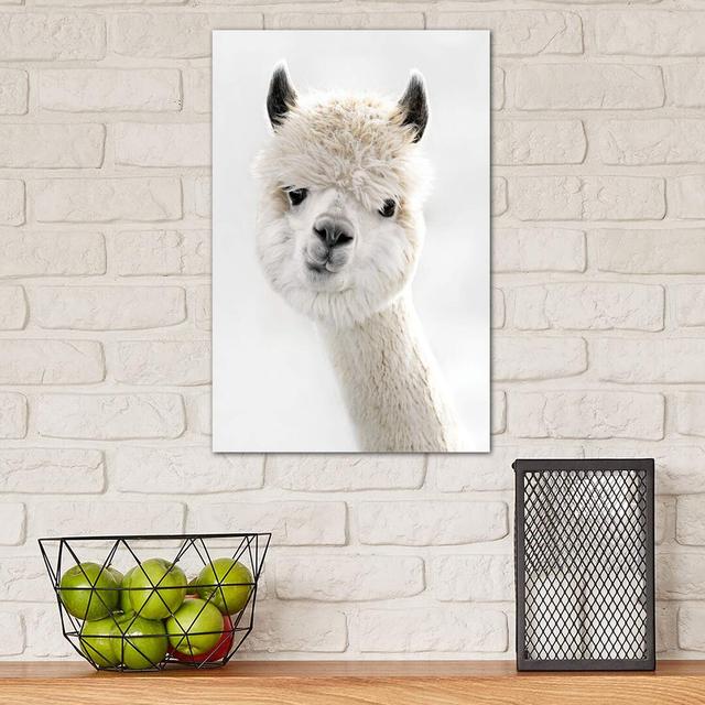 Peeky Alpaca by Monika Strigel - Wrapped Canvas Print Latitude Run Size: 45.72cm H x 30.48cm W x 1.91cm D on Productcaster.