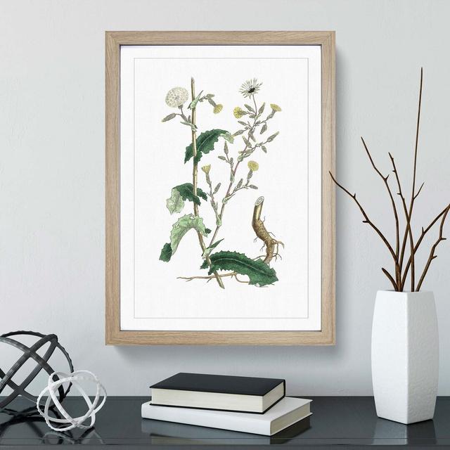 Wild Lettuce Illustration - Picture Frame Painting Print East Urban Home Size: 48cm H x 36cm W x 2cm D, Frame Option: Oak Framed on Productcaster.