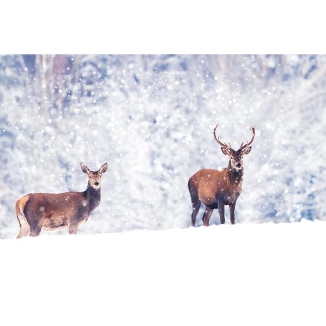 Noble Deer - Wrapped Canvas Print Union Rustic Size: 20cm H x 30cm W x 3.8cm D on Productcaster.