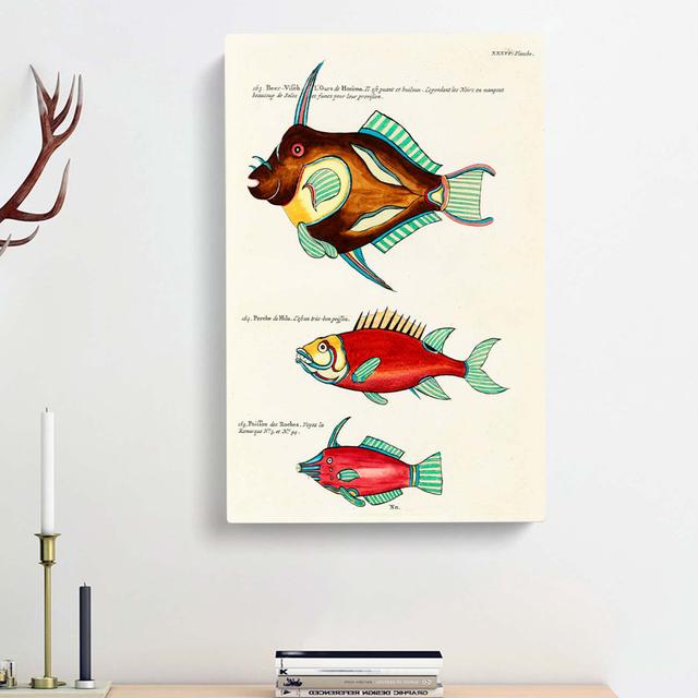 East Indies Fish Illustrations XXXVI by Louis Renard - Wrapped Canvas Painting Print East Urban Home Size: 50cm H x 35cm W x 3cm D on Productcaster.