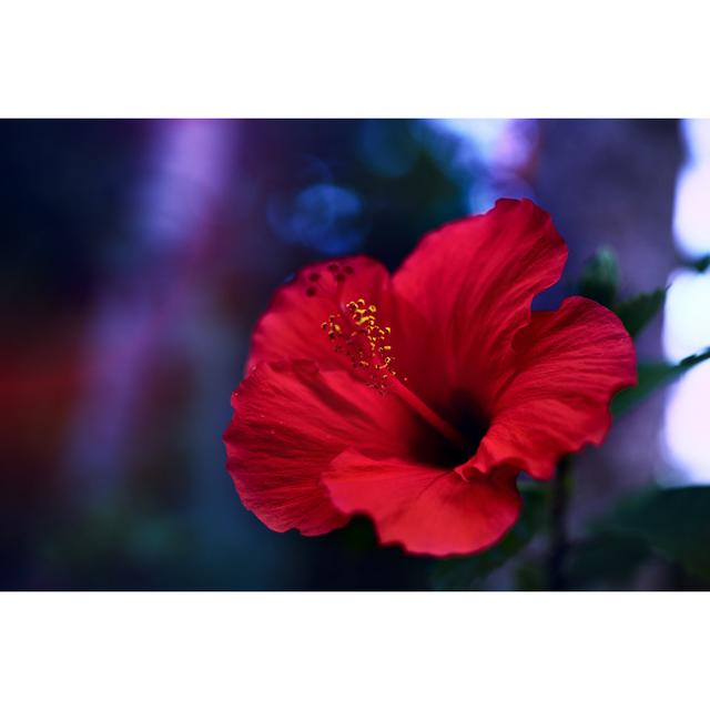 Red Hibiscus by Myshkovsky - No Frame Print on Canvas 17 Stories Size: 40cm H x 60cm W on Productcaster.