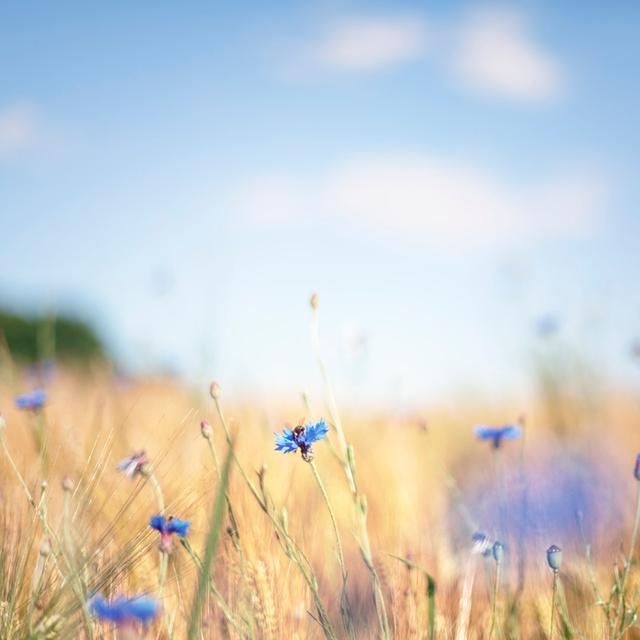 Blue Cornflowers In A Field by Rike_ - Print Marlow Home Co. Size: 80cm H x 80cm W on Productcaster.