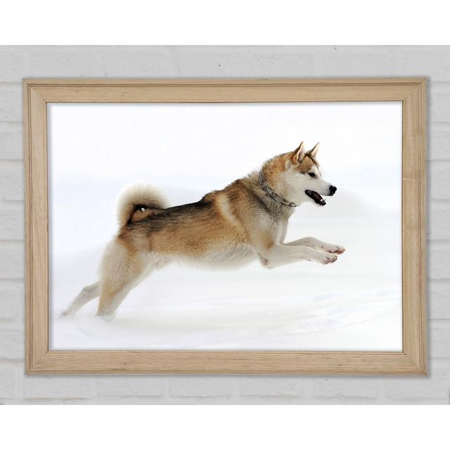 Husky Dog Snow Play - Single Picture Frame Art Prints Ebern Designs Size: 29.7cm H x 42cm W x 1.5cm D on Productcaster.