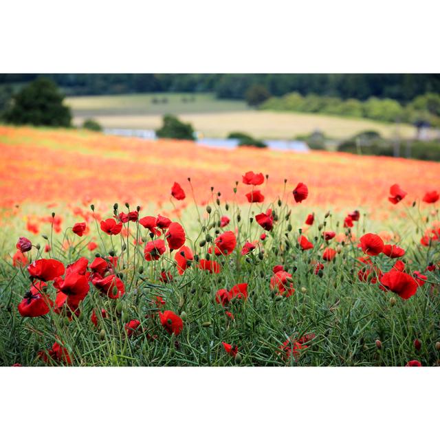 Hammondsport Poppy Field In UK by Simongurney - Wrapped Canvas Photograph Latitude Run Size: 51cm H x 76cm W x 3.8cm D on Productcaster.