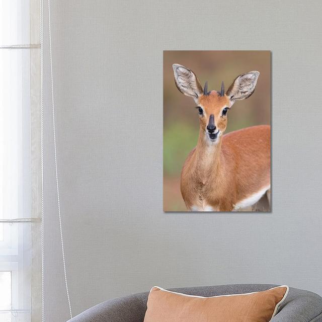 Steenbok by Mogens Trolle - Photograph Alpen Home Size: 66.04cm H x 45.72cm W x 3.81cm D on Productcaster.