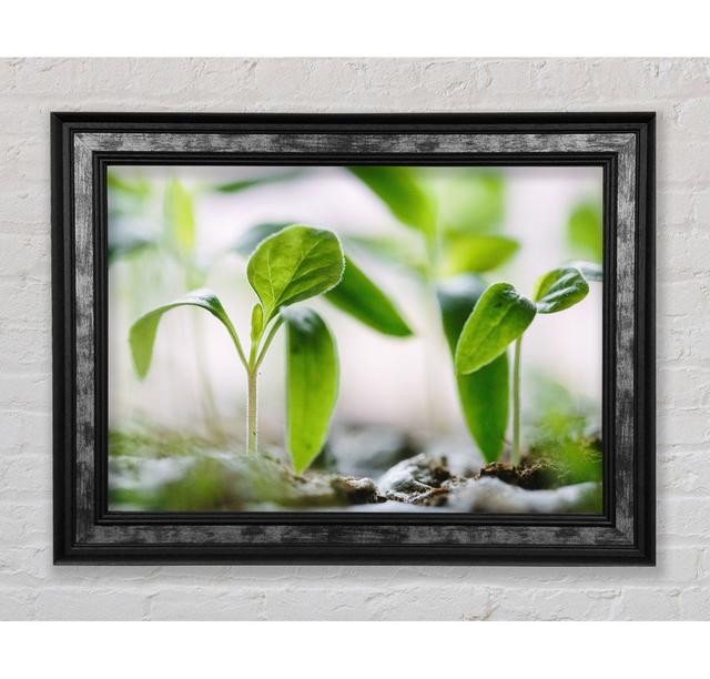 New Spouting Flowers - Single Picture Frame Art Prints Ebern Designs Size: 84.1cm H x 142.2cm W x 8cm D on Productcaster.