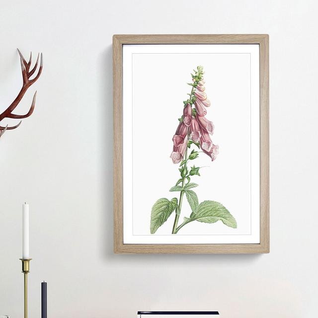 Foxglove Flowers in Pink by Pierre-Joseph Redoute - Picture Frame Painting Print East Urban Home Frame Option: Oak Framed, Size: 65cm H x 48cm W x 2cm on Productcaster.