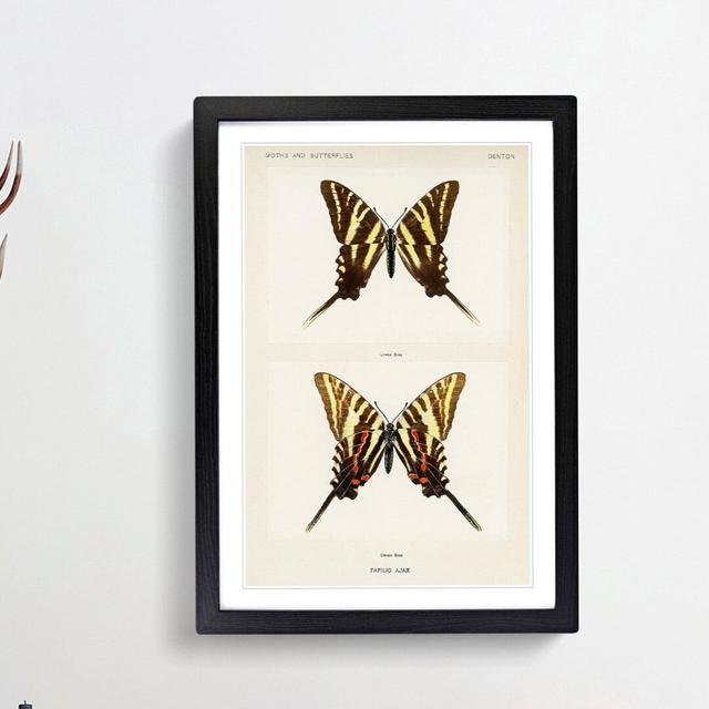 Papilio Ajax Butterfly by S.F. Denton - Picture Frame Painting Print East Urban Home Size: 48cm H x 36cm W x 2cm D, Frame Option: Black Framed on Productcaster.