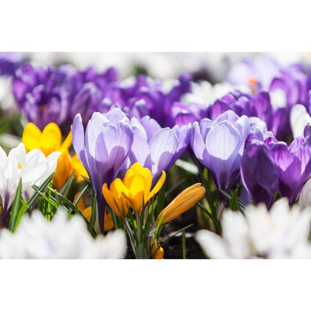 Torreys Crocus Spring Flowers - Wrapped Canvas Photograph Latitude Run Size: 30cm H x 46cm W x 3.8cm D on Productcaster.