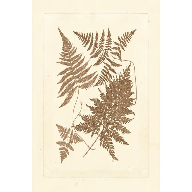 Sepia Ferns VI - Wrapped Canvas Art Prints 17 Stories Size: 46cm H x 30cm W on Productcaster.