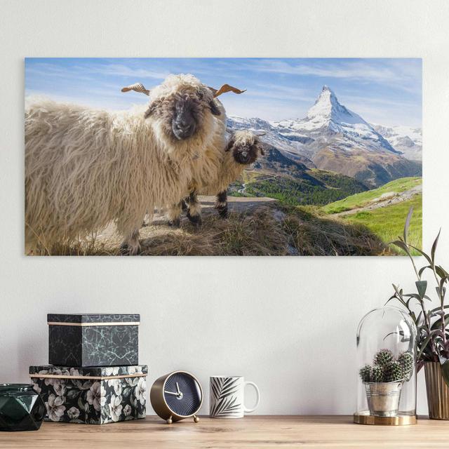 Leinwandbild Schwarznasenschafe von Zermatt Union Rustic Format: 330 g/m² recycelte Canvas, Größe: 60cm H x 120cm B on Productcaster.