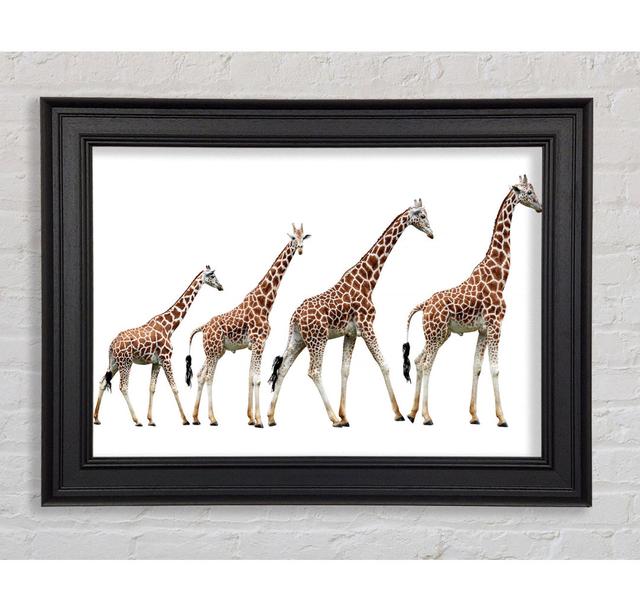 Giraffe Lineup Gerahmter Druck Ebern Designs Größe: 100 cm H x 141,4 cm B on Productcaster.