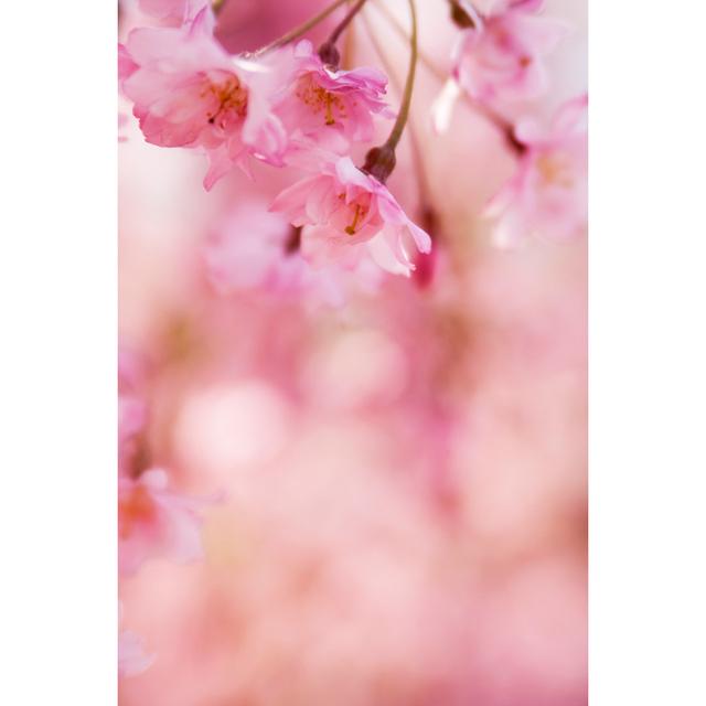 Pink Cherry Blossom by Timsa - Druck 17 Stories Größe: 90 cm H x 60 cm B on Productcaster.