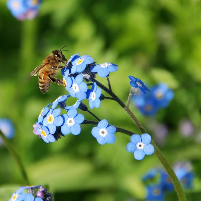 Bee on Flowers - Wrapped Canvas Photograph Brambly Cottage Size: 76cm H x 76cm W x 3.8cm D on Productcaster.