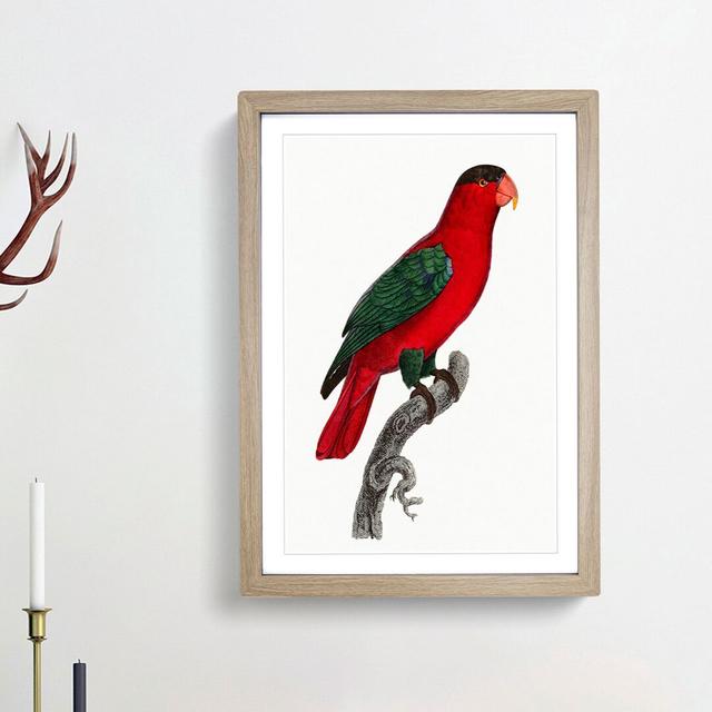 Naped Lory by F. Levaillant - Picture Frame Painting Print East Urban Home Frame Option: Oak Framed, Size: 65cm H x 48cm W x 2cm D on Productcaster.