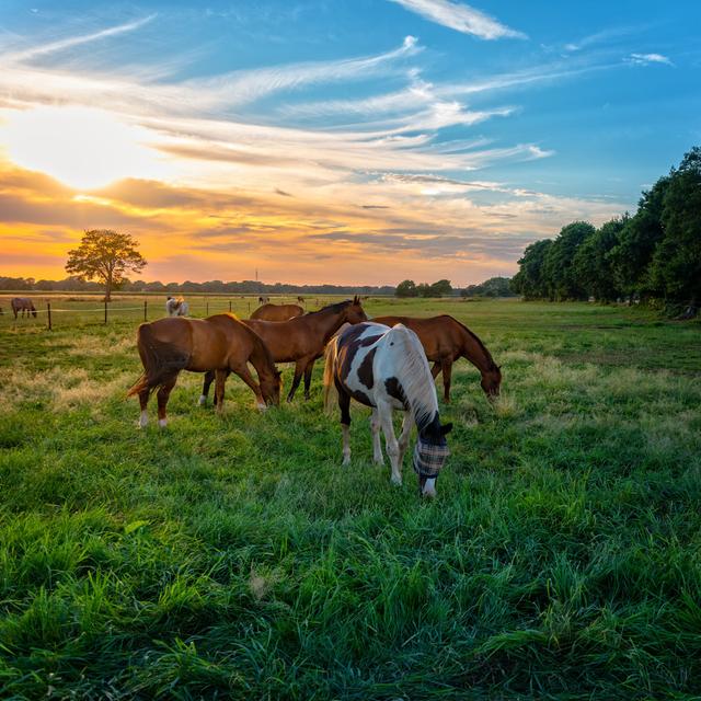 Grazing Horses by Dar1930 - Wrapped Canvas Print Brambly Cottage Size: 20cm H x 30cm W on Productcaster.