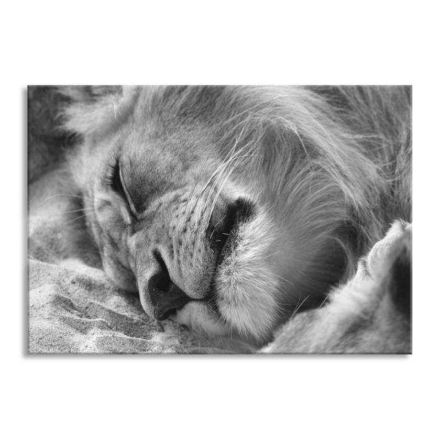 Sleeping Lion - No Frame Print on Glass 17 Stories Size: 60cm H x 80cm W x 0.4cm D on Productcaster.