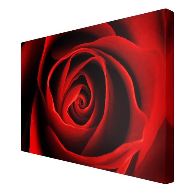 Lovely Rose Photographic Print on Canvas East Urban Home Size: 150cm H x 100cm W on Productcaster.