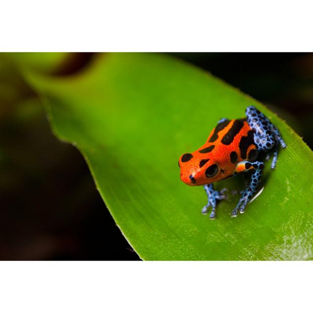 Red Poison Frog by Kikkerdirk - Wrapped Canvas Photograph Bay Isle Home Size: 61cm H x 91cm W on Productcaster.