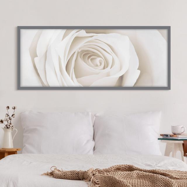 Gerahmtes Poster Pretty White Rose ClassicLiving Maße: 30 cm H x 75 cm B x 2 cm T, Rahmenauswahl: Grau gerahmt on Productcaster.