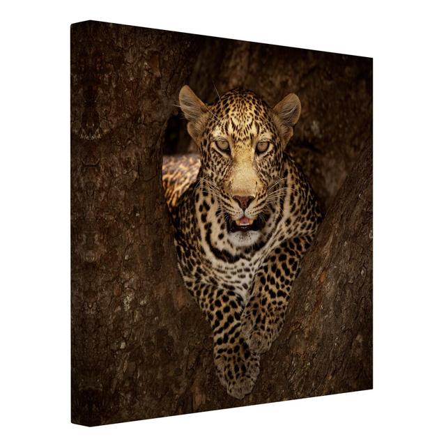 Leopard Rests in a Tree Photographic Print on Canvas East Urban Home Size: 70cm H x 70cm W x 2cm D on Productcaster.