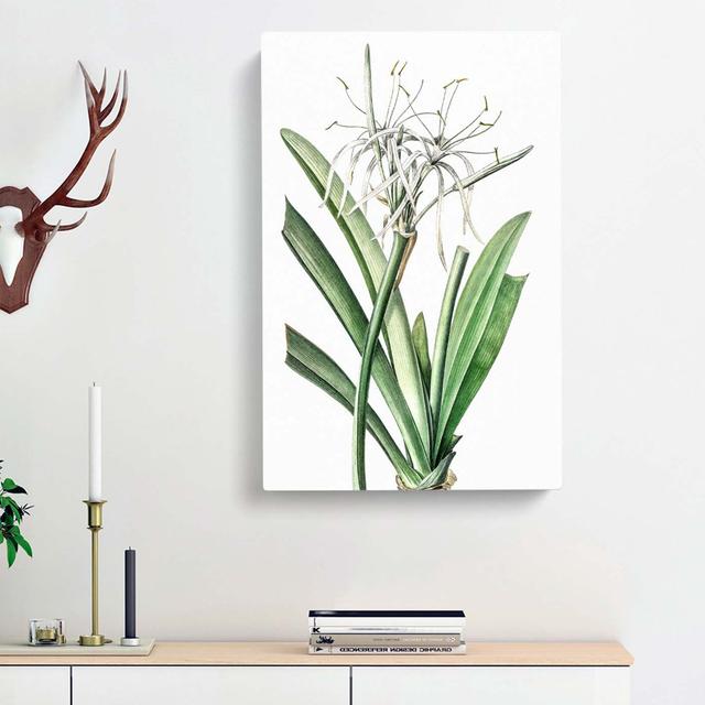 Caribbean Spider-lily Flowers by Pierre-Joseph Redoute - Wrapped Canvas Painting Print East Urban Home Size: 60cm H x 40cm W x 3cm D on Productcaster.