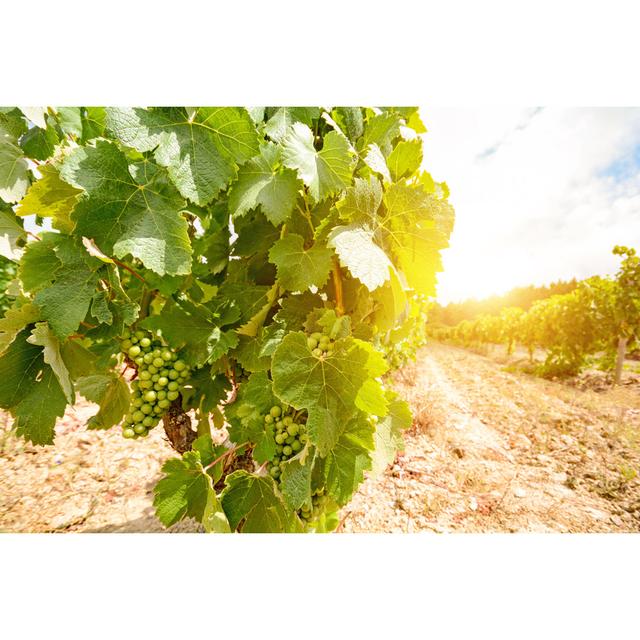 Old Vineyards - Wrapped Canvas Print August Grove Size: 51cm H x 76cm W x 3.8cm D on Productcaster.