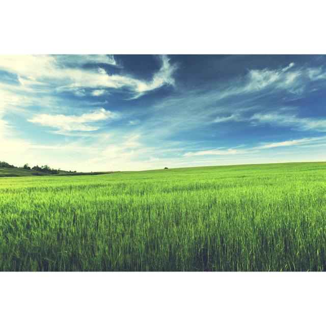 Field of Barley by Iakovkalinin - Wrapped Canvas Photograph 17 Stories Size: 51cm H x 76cm W on Productcaster.