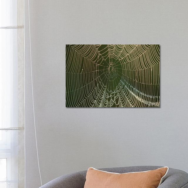 Morning Dew On A Spider Web, Cameron Prairie National Wildlife Refuge, Louisiana by Maresa Pryor - Wrapped Canvas Print Latitude Run Size: 45.72cm H x on Productcaster.