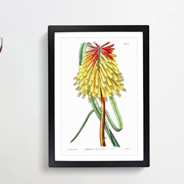 Red Hot Poker Flower - Picture Frame Painting Print East Urban Home Frame Option: Black Framed, Size: 36cm H x 27cm W x 2cm D on Productcaster.