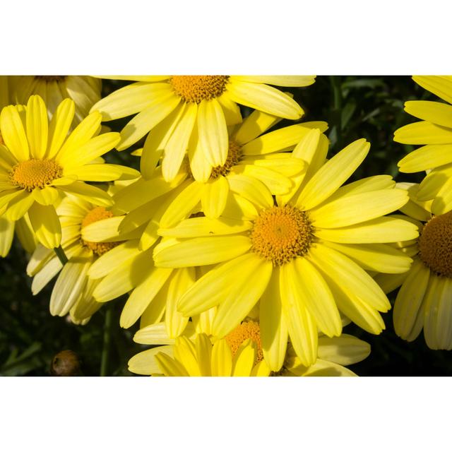 Arnica Flower by Marcociannarel - Wrapped Canvas Print Latitude Run Size: 51cm H x 76cm W on Productcaster.