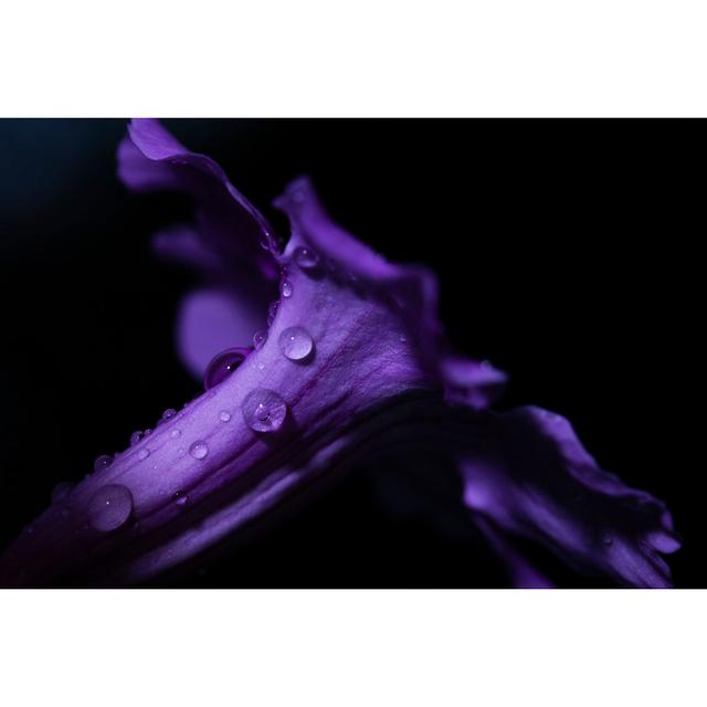 Purple Flower - Wrapped Canvas Photograph 17 Stories Size: 61cm H x 91cm W on Productcaster.