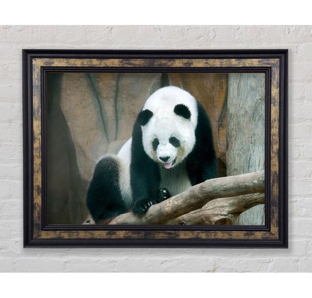 Panda Zunge - Einzelner Bilderrahmen Kunstdrucke Sommerallee Größe: 42cm H x 59,7cm B on Productcaster.