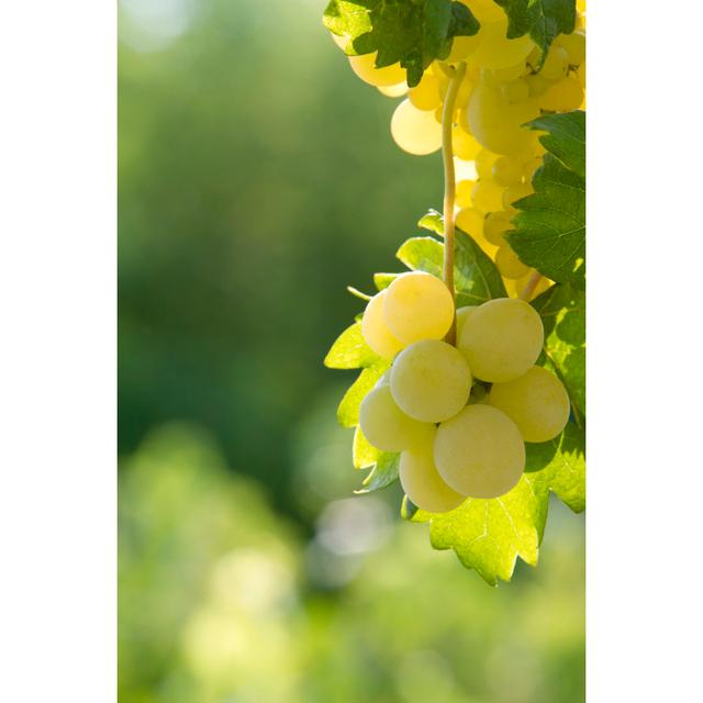 Sunny Grapes by Kisgorcs - Wrapped Canvas Photograph Latitude Run Size: 122cm H x 81cm W on Productcaster.