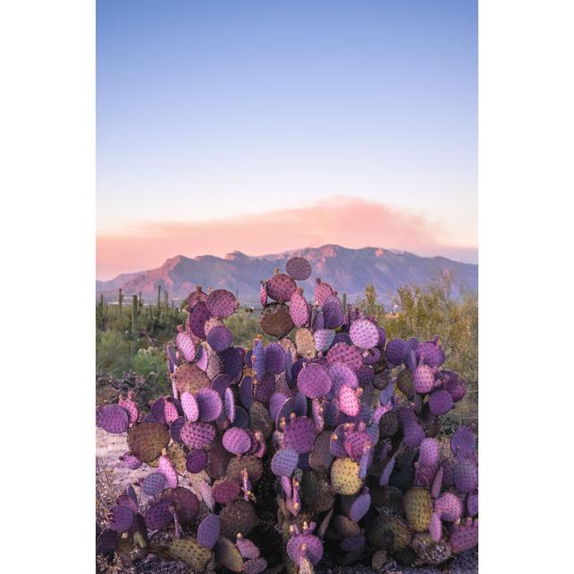 Purple Cactus by Ashley Molitor - Wrapped Canvas Photograph Natur Pur Size: 30cm H x 20cm W on Productcaster.