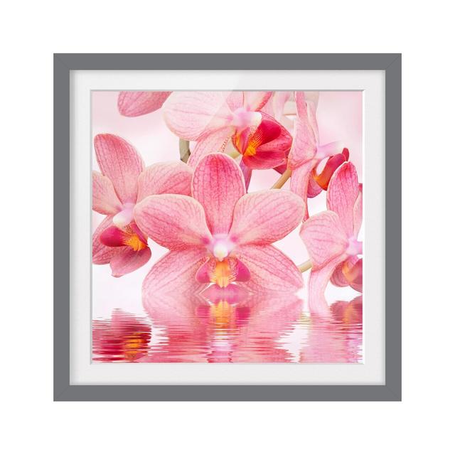 Pink Orchids on Water Framed Photographic Art Print East Urban Home Frame Options: Matt grey, Size: 50cm H x 50cm W on Productcaster.