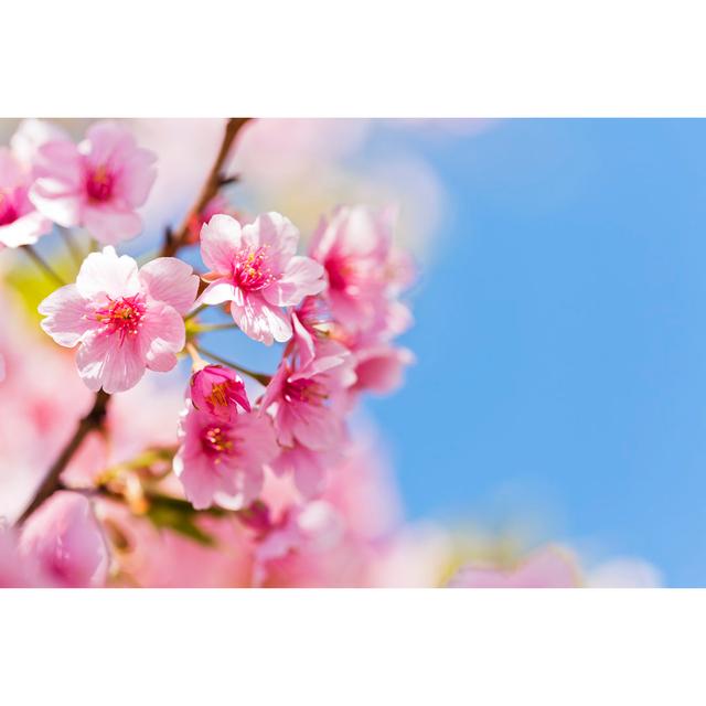 Pink cherry blossoms Latitude Run Size: 51cm H x 76cm W on Productcaster.