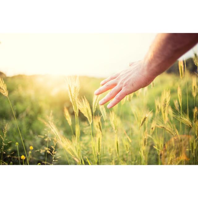 Hand In A Field von Pekic - Druck ohne Rahmen auf Leinwand 17 Stories Größe: 20 cm H x 30 cm B on Productcaster.